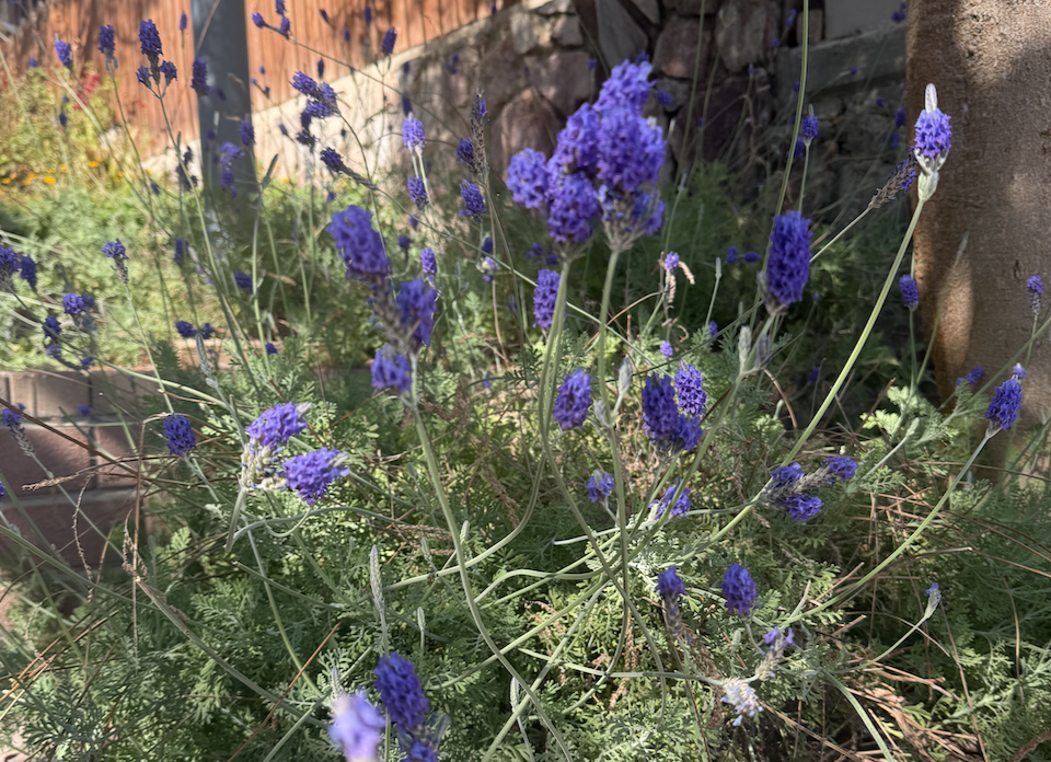 Lavender fun facts and uses, closeup of lavender flowers in Eilat, Israel